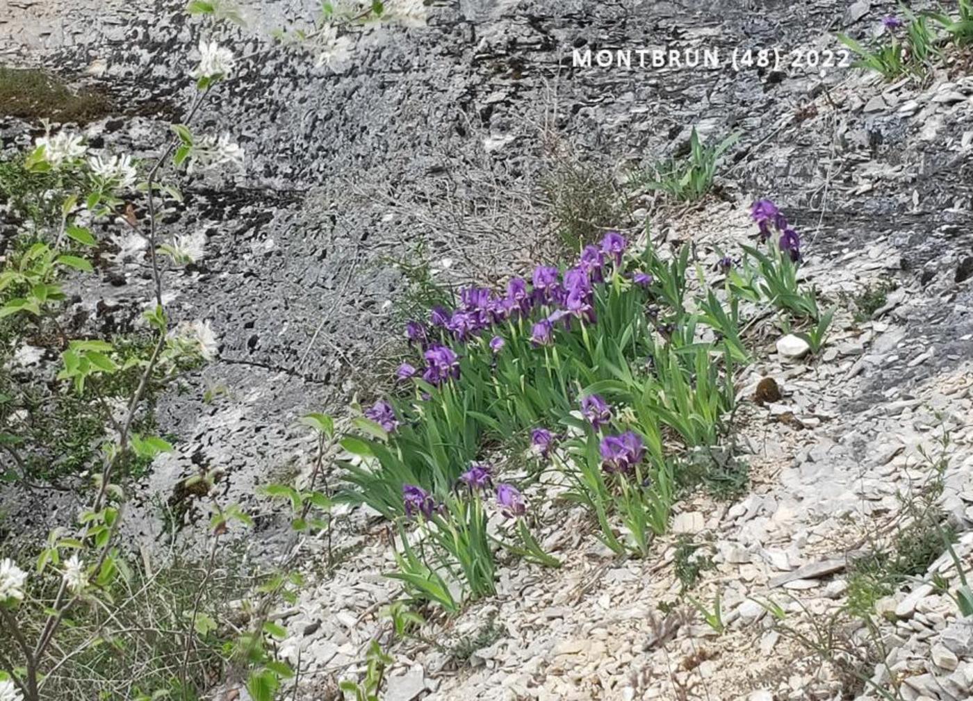 Iris, Bearded leaf